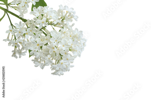 branch of white lilac isolated