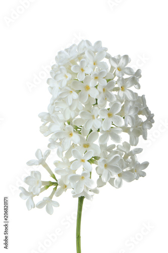 white lilac isolated on white background