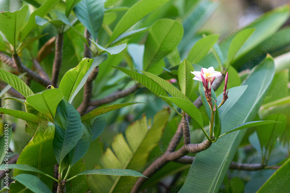 blooming of pink ,white orchid on branches of green leaves and bush in garden blooming of pink ,white orchid on branches of green leaves and bush in garden