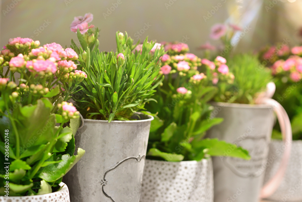 Naklejka premium Pots with fresh pink flowers in the shop window