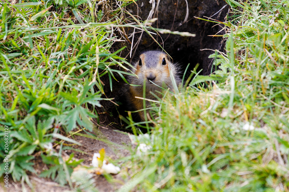 Gopher near his burrow in the steppes of Bashkortostan Gopher near his burrow in the steppes of Bashkortostan