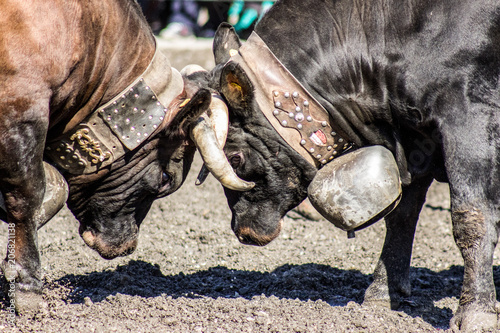 Bullfighting at Switzerland photo