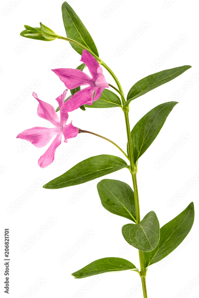 Pink flower of periwinkle, lat. Vinca, isolated on white background Pink flower of periwinkle, lat. Vinca, isolated on white background