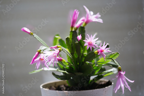 Houseplant with pink flowers