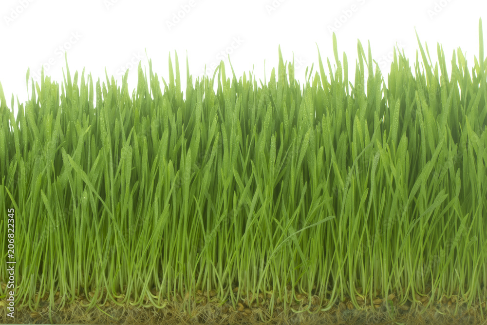 fresh green grass on white background isolated
