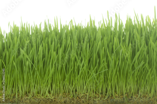 fresh green grass on white background isolated