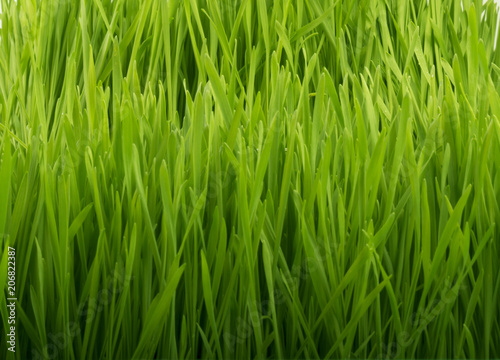 green grass background