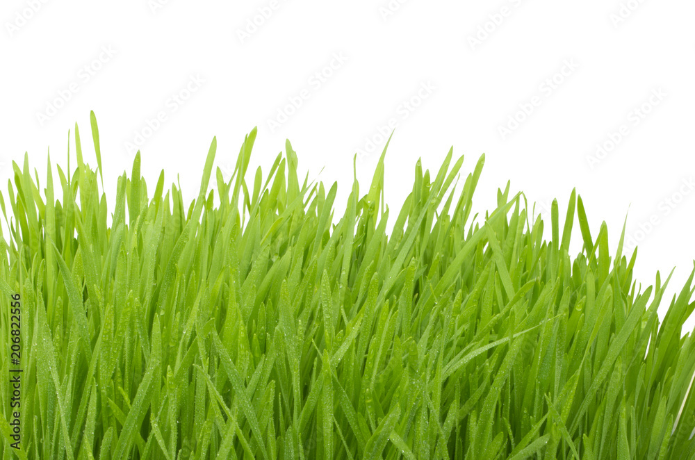 Obraz premium green gras isolated