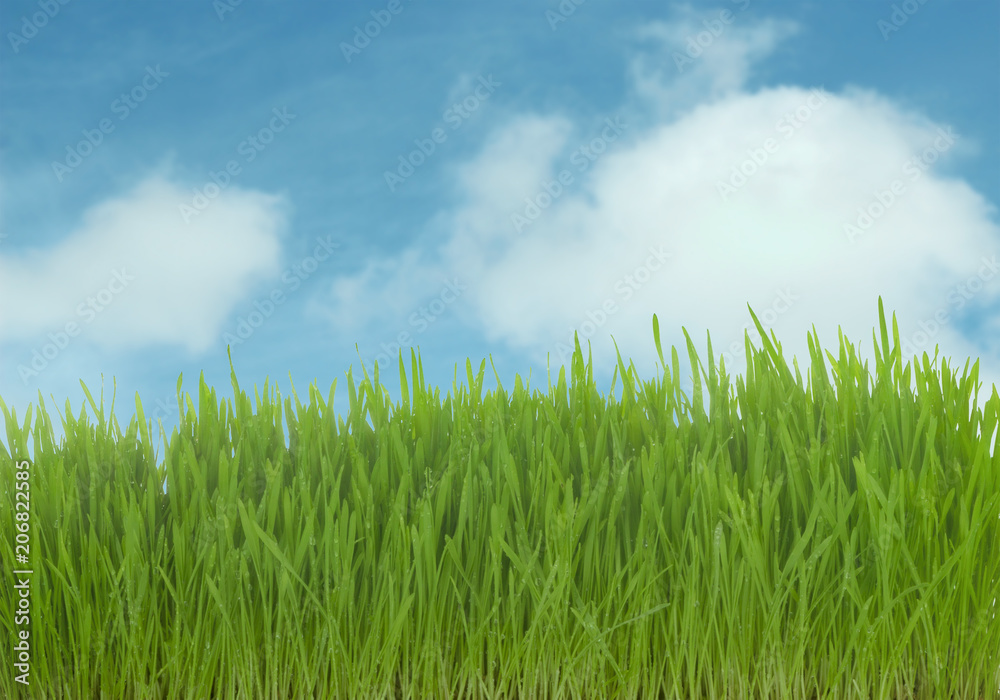 green grass on blue sky with clouds background