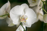 white orchid house plant