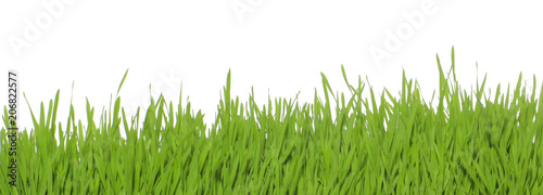 green grass isolated on white, banner