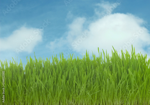 green grass on blue sky with clouds background