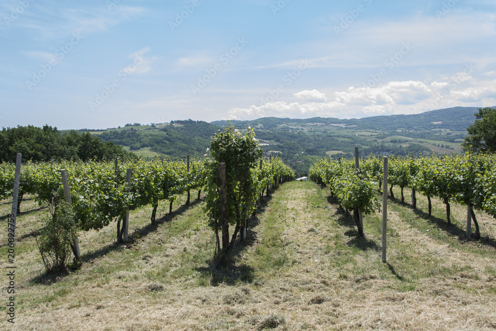 Paesaggi a Scrivellano di Travo (PC)