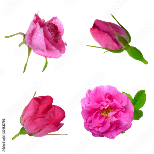 set of flowers of dog rose isolated