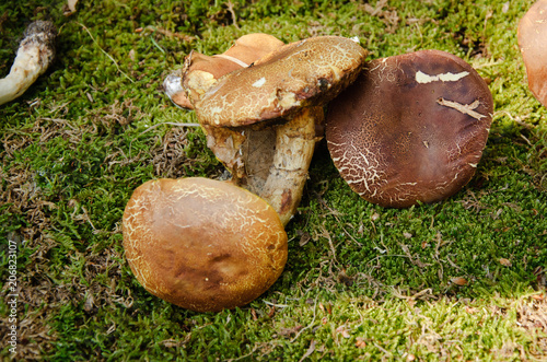 close up of Boletus edulis, penny bun, ceps mushrooms on improvised grass on exhibition of mushrooms on sunny day, outdoor 