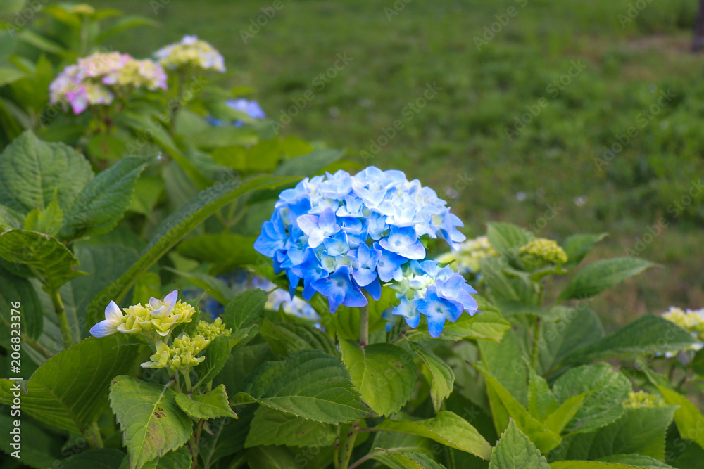 Ajisai Flower Stock Photo Adobe Stock