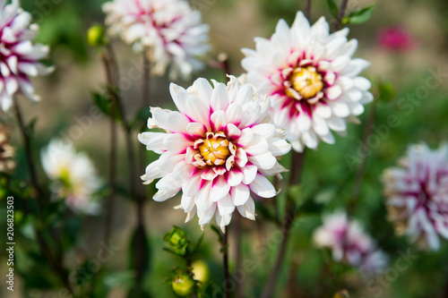 Fototapeta Naklejka Na Ścianę i Meble -  Dahlia blossom on blurred natural background. Dahlia flowers in green garden. Blossoming flowers with white and purple petals. Nature and environment. Floral shop and design