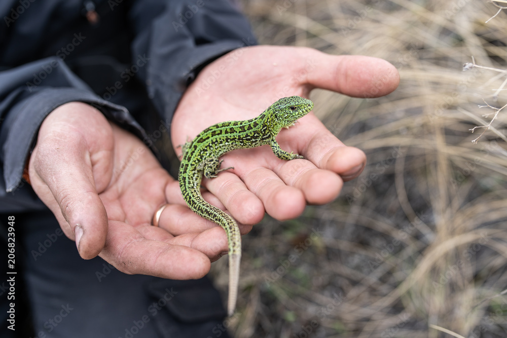 man holding green lizard in his hand Stock Photo