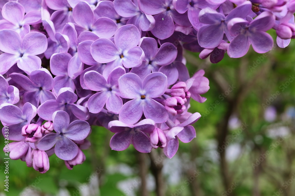 Background with beautiful lilac flowers in the garden Background with beautiful lilac flowers in the garden