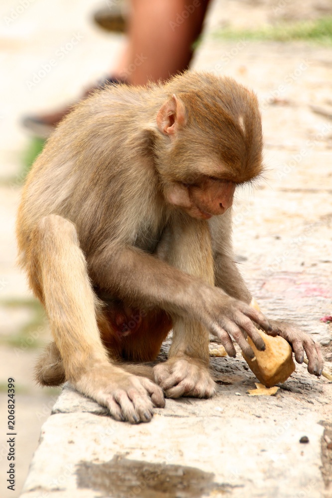Monkey eating at Pashpatinath - Nepal Monkey eating at Pashpatinath - Nepal