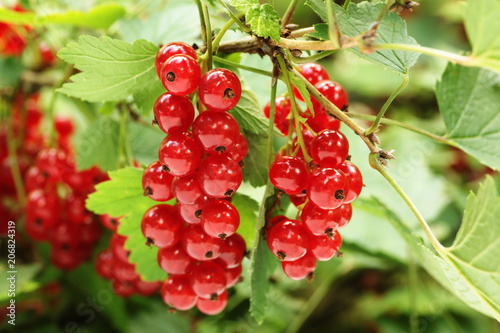 Red currant on brunch