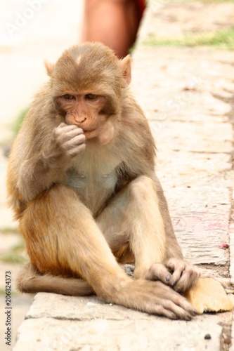 Monkey eating at Pashpatinath - Nepal