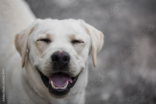 White Labrador dog smiling with blurry background