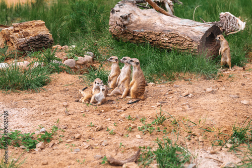 Family of meerkats in the zoo