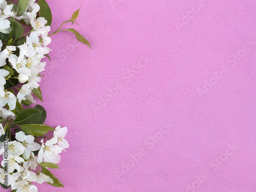 Pink background with border of flowering plants. Flowers tree apple. Floral background with copy space. Cute pink background with border of flowers. Flat lay.