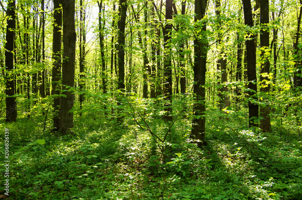 Sunlight in the green forest, spring time Sunlight in the green forest, spring time
