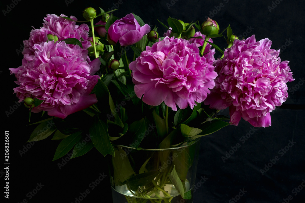 violet peonies on black backdorp violet peonies on black backdorp