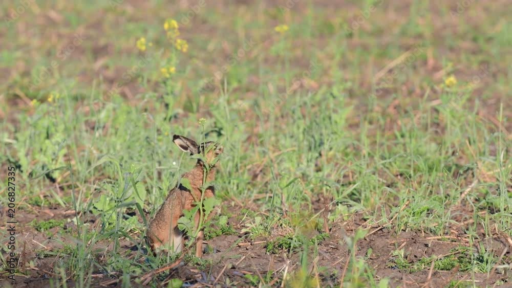 Brown hare search feed on the field, spring, (lepus capensis)
Brown hare search feed on the field, spring, (lepus capensis)