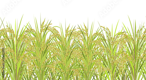 Rice field. Seamless horizontal background with realistic vector rice panicles, ready for parallax effect.