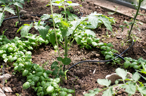 Drip irrigation system in the greenhouse