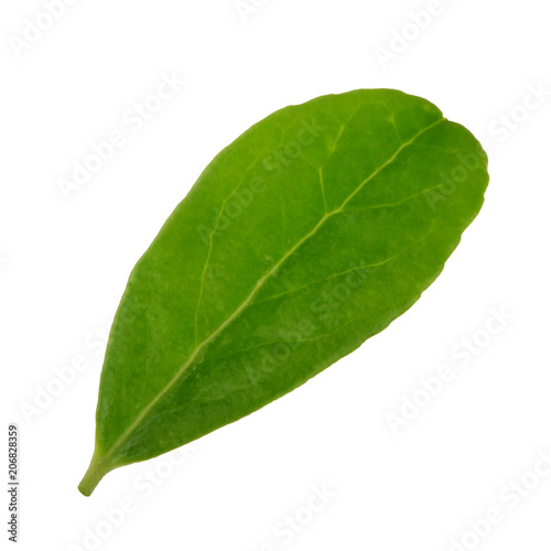 green fresh leaf isolated on white background