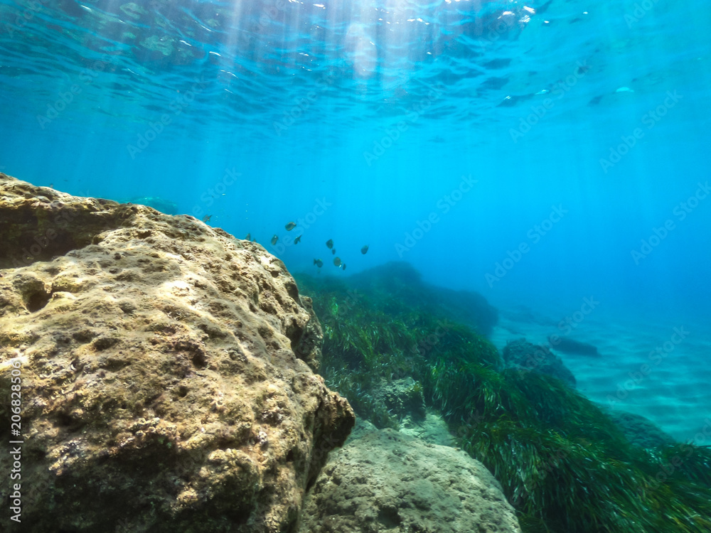 Fototapeta premium Unterwasserwelten