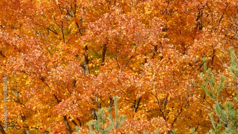 Bright orange tree in autumn on windy day filling entire frame Bright orange tree in autumn on windy day filling entire frame