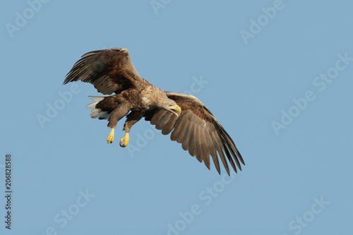 Eagle in Flight and Calling