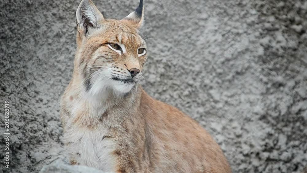 Young Eurasian Lynx portrait against a rocks background Young Eurasian Lynx portrait against a rocks background