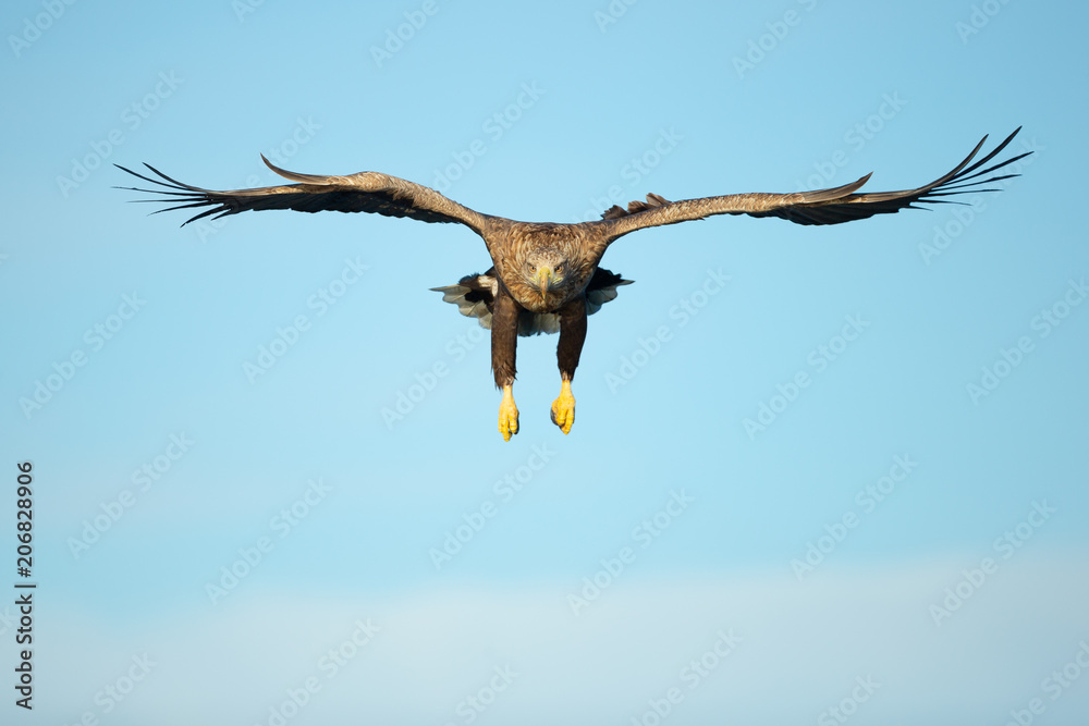 White-tailed Eagle Hunting White-tailed Eagle Hunting