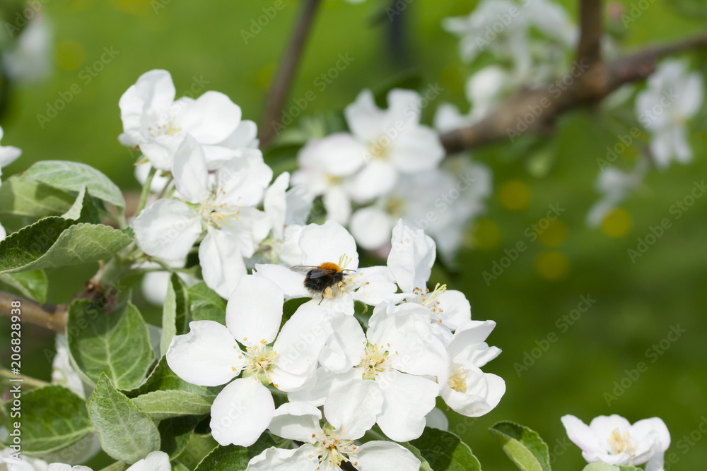Beautiful apple tree blossom in nature. Beautiful apple tree blossom in nature.