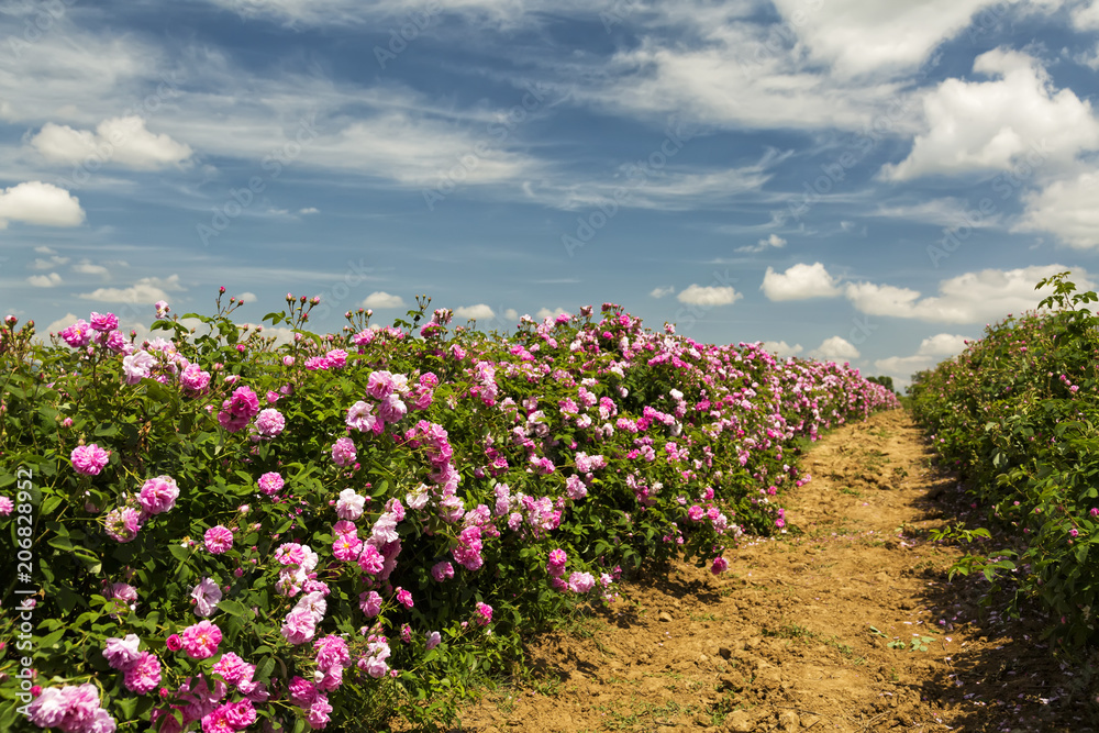 Naklejka premium Bułgarska dolina różana w pobliżu Kazanlaka. Różane pola Damascena.