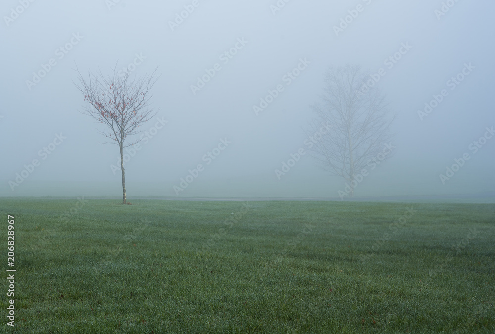 Obraz premium Two trees covered in fog