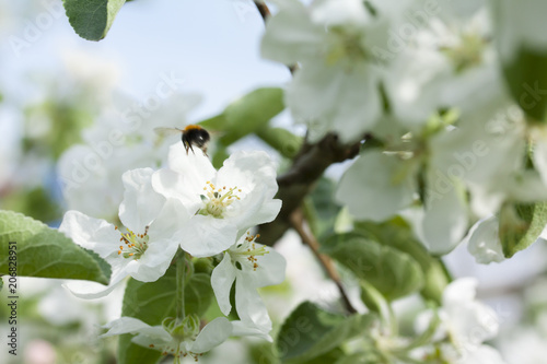 Beautiful apple tree blossom in nature.