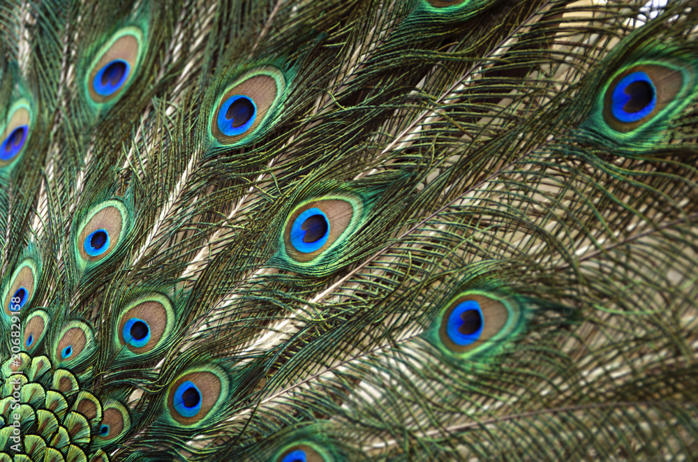 Obraz premium Colorful peacock feathers background. Shallow Dof.