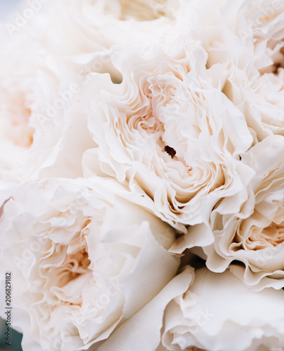 Fototapeta Naklejka Na Ścianę i Meble -  Beautiful blossoming David Austin white blossoming roses texture, close up view