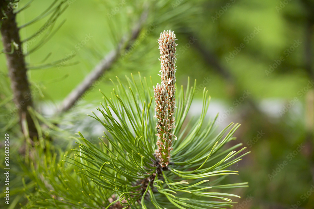 Beautiful green pine branch in the garden, macro. Beautiful green pine branch in the garden, macro.