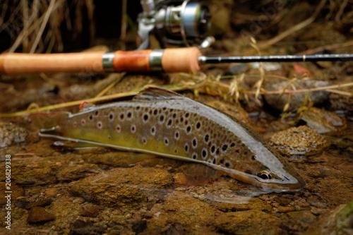 Wild Brown trout