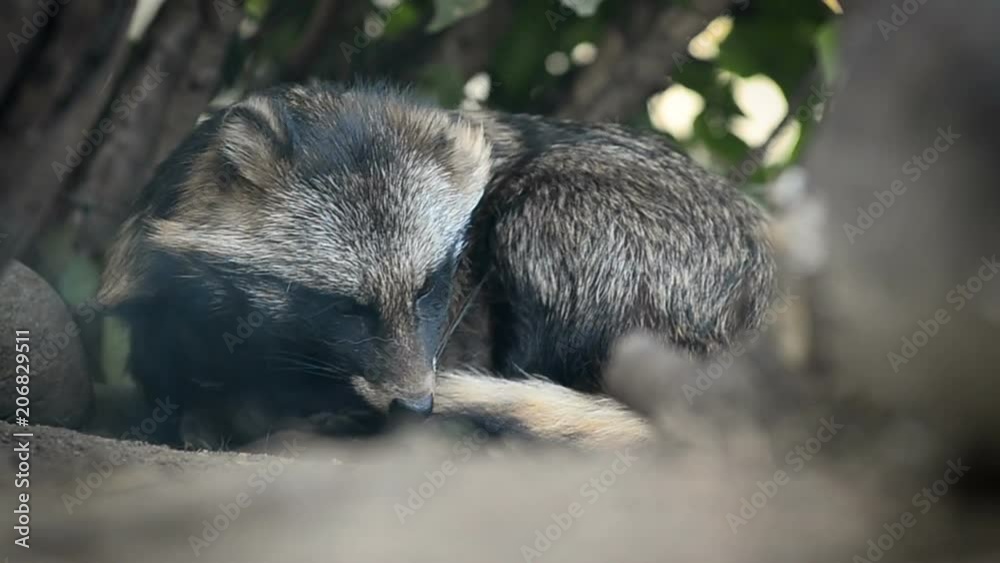 Raccoon dog or Nyctereutes procyonoides (lat.) rests in shadow