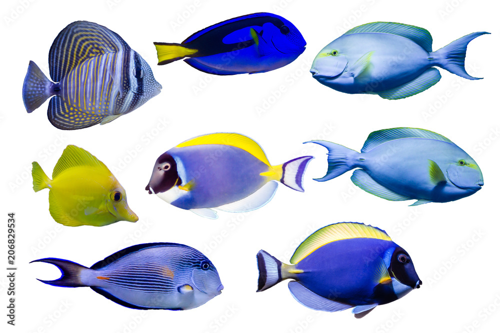 Various species of surgeonfish such as Blue, Red sea sailfin , Powder